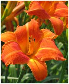 Orange-Day-Lily