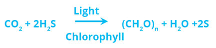 Bacteria-Photosynthetic-equation