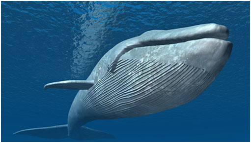 Blue-Whale