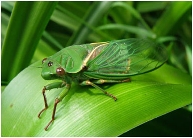 Green-Grocer-Cicada