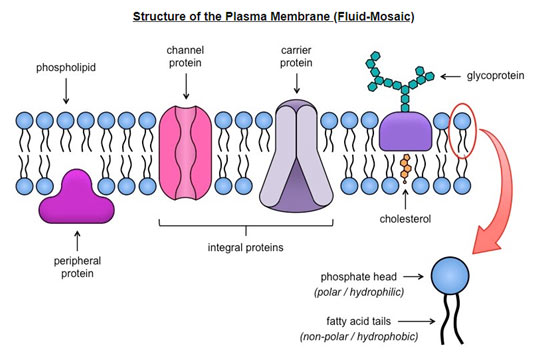 plasma-membrane-structure