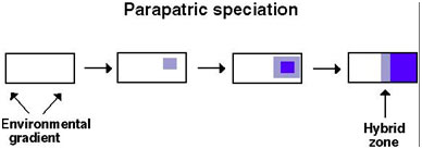 Parapatric-Speciation