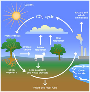 Carbon-Cycle-Definition