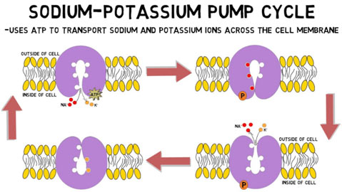 Sodium-Potassium-Pump