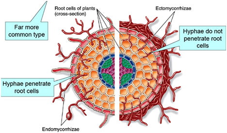 ectomycorrhizae