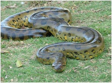 Record snake world longest World record