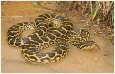 Yellow-Anaconda