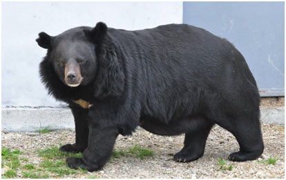 Asiatic-Black-Bear