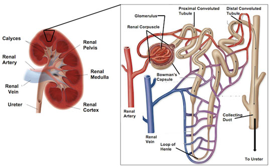 Structure-of-Nephron