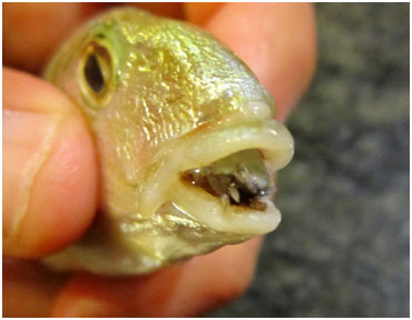 Isopods-eat-Fish-tongu