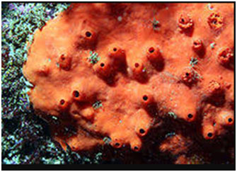 50 Multiple Choice Questions - Phylum Porifera
