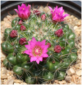 Pincushion-Cactus