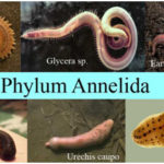 Phylum Annelida - The Segmented Worms