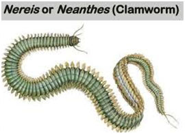 Annelida-clamworm