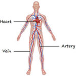 Introduction to Circulatory system - The biological circuit