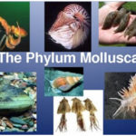 Phylum Mollusca: Characteristics, Reproduction, Classification and Economic Value