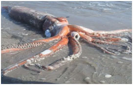 Mollusca-squid