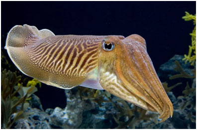 Mollusca-cuttlefish