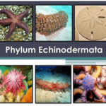 Phylum Echinodermata- The spiny skinned animals
