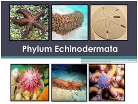 Phylum Echinodermata- The spiny skinned animals