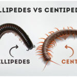 Differences between Centipede and Millipede 