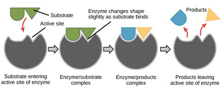 Enzymes-state