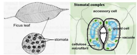 Stomatal-transpiration