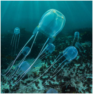 Box-Jellyfish