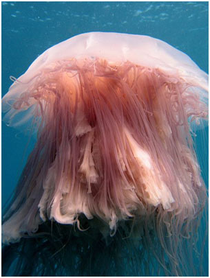Lions-Mane-Jellyfish