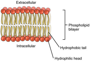 Structure-of-Phospholi