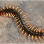 The Most Dangerous Centipedes