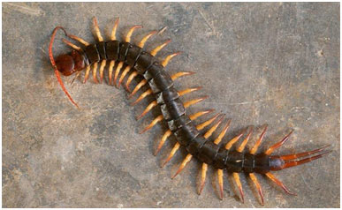 Dangerous-Centipedes