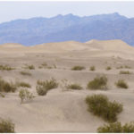Desert Ecosystem - Flora and Fauna of Desert, Plant & Animals Adaptations