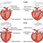Circulatory system of Reptiles