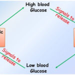 Blood Sugar Level and it's Regulation