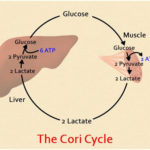 Cori Cycle - Significance of Cori Cycle