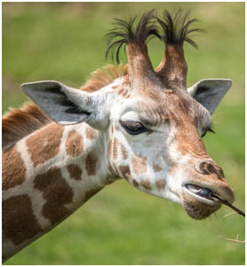 Horns-of-Giraffe