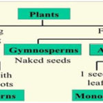 Classification System of Plants