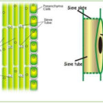 Phloem: Position, Components and Functions of Phloem