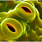 Stomata: Location, Structure, Types and Functions of Stomata