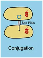 Conjugation-in-Bacteria