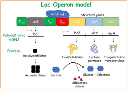 Lactose-operon