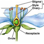 Ovule – Development and Types