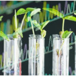 Basic Techniques of Genetic Engineering in Plants