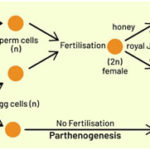 Parthenogenesis – Definition, Types and Significance